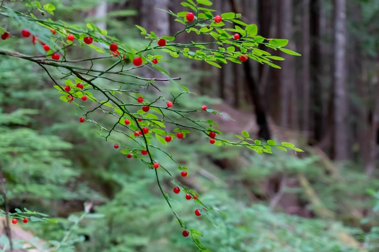 Some Huckleberries on the trail