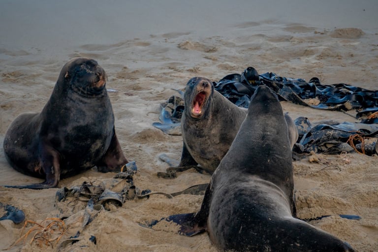Sea lions on the beach