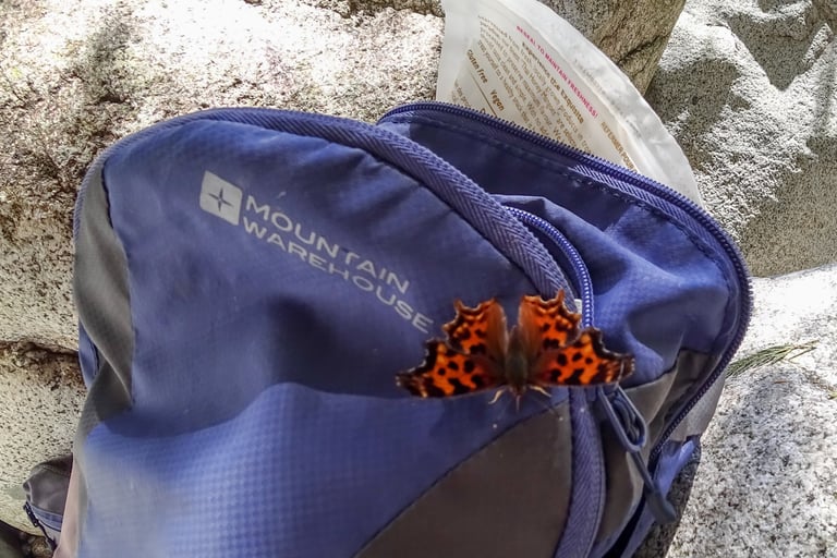 Butterfly on my backpack