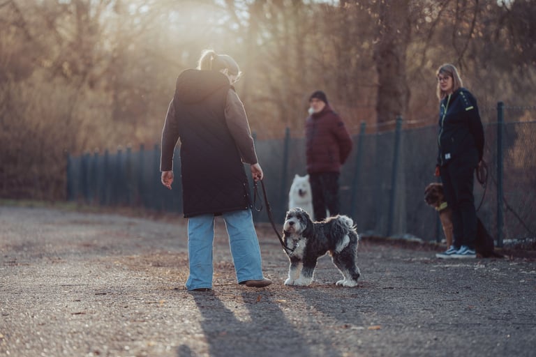 Gruppe beim Auffrischungskurs für Hunde in Eschershausen – Hunde-Freude Weserbergland