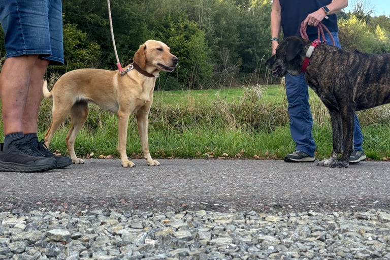 Begegnungstraining in Einbeck für Leinenpöbler