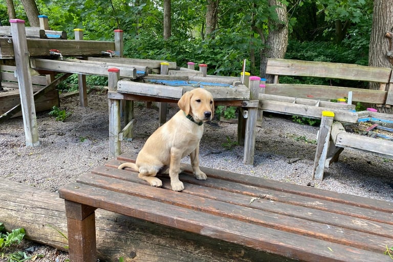 Hund zeigt Aufmerksamkeit beim Tricktraining im Outdoor-Hundekurs