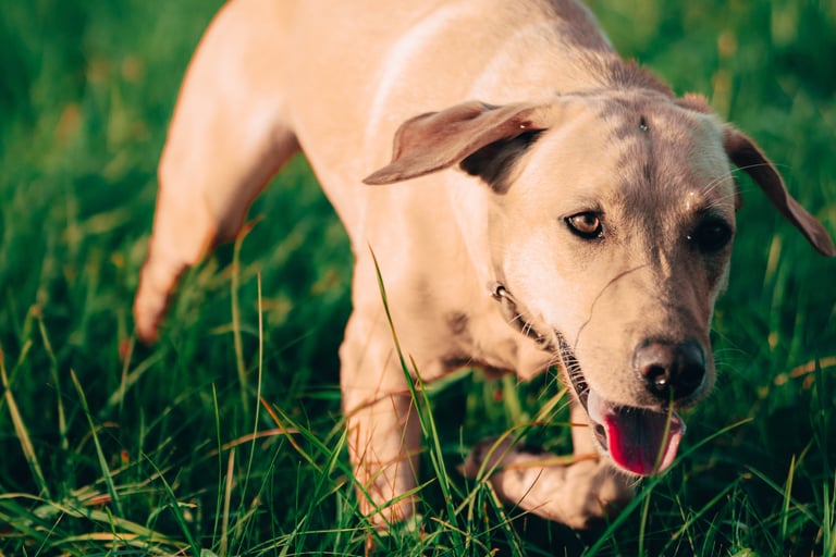 Labrador Hündin Nele ist sehr verfressen und sucht auf diesem Bild etwas Fressbares.