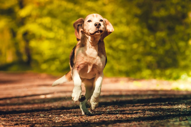 Beagle Monti der erste Hund von Marion läuft auf diesem Bild frei durch den Wald.