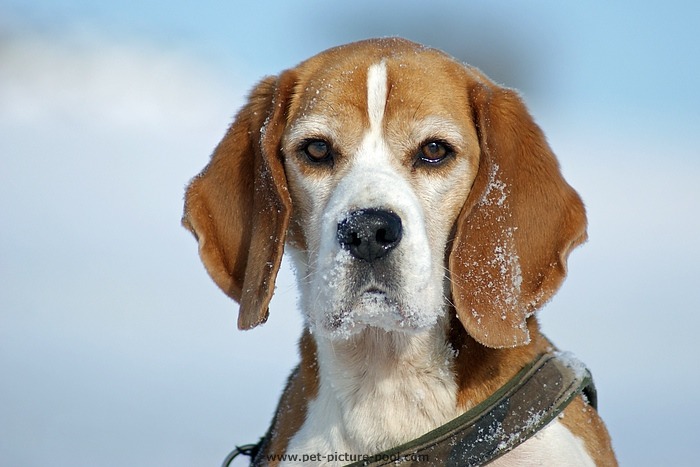 Beagle Monti, der erste Hund von Marion Lindhof von der Mobilen Hundeschule Hunde Freude