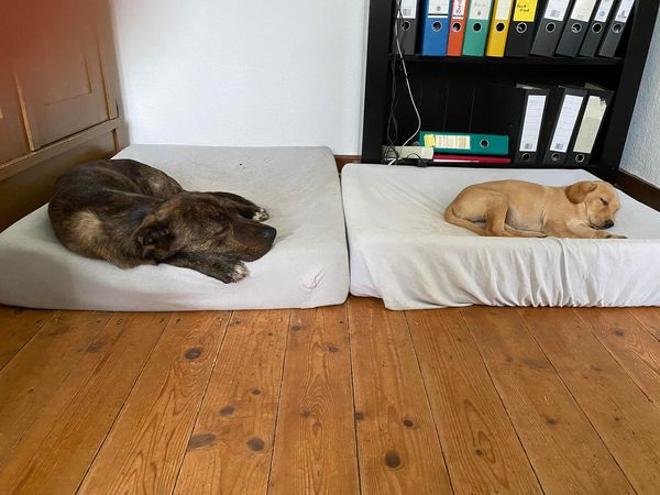 Milo und Welpe Nele schlafen im Hundehotel Hunde Freude. Ruhe halten kann Hund lernen.