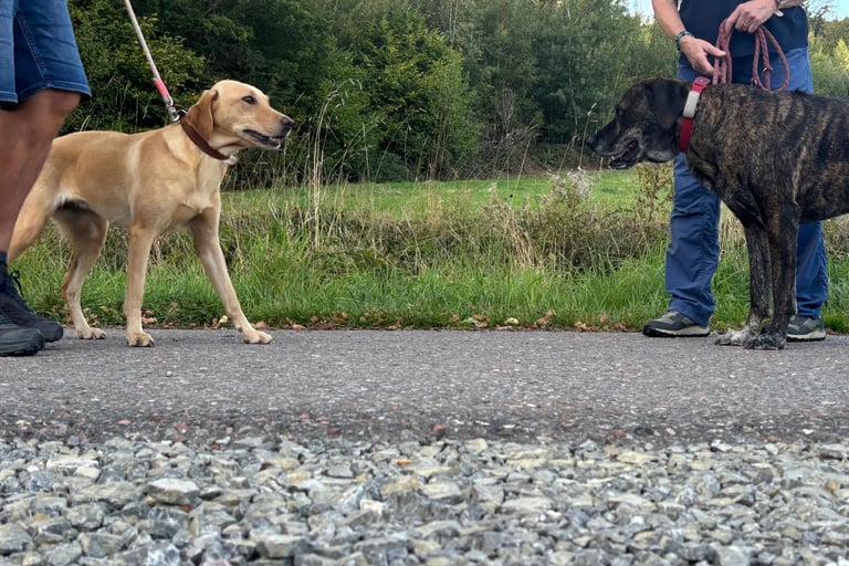2 Hunde begegnen sich 