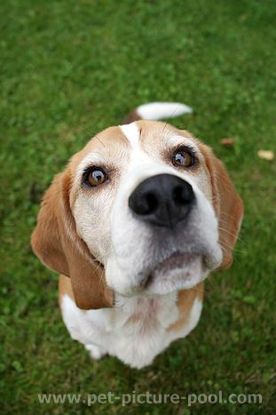 Beagle Monti war sehr gut im Auffinden von Gegenständen. Seine Nase war ausgezeichnet.