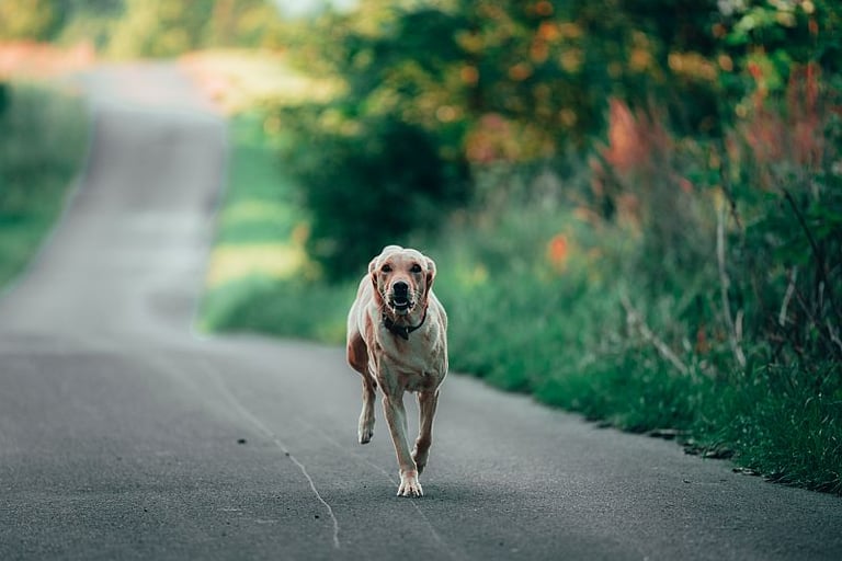 Labradorhündin Nele im gestreckten Galopp kommt auf Rückruf zurück.