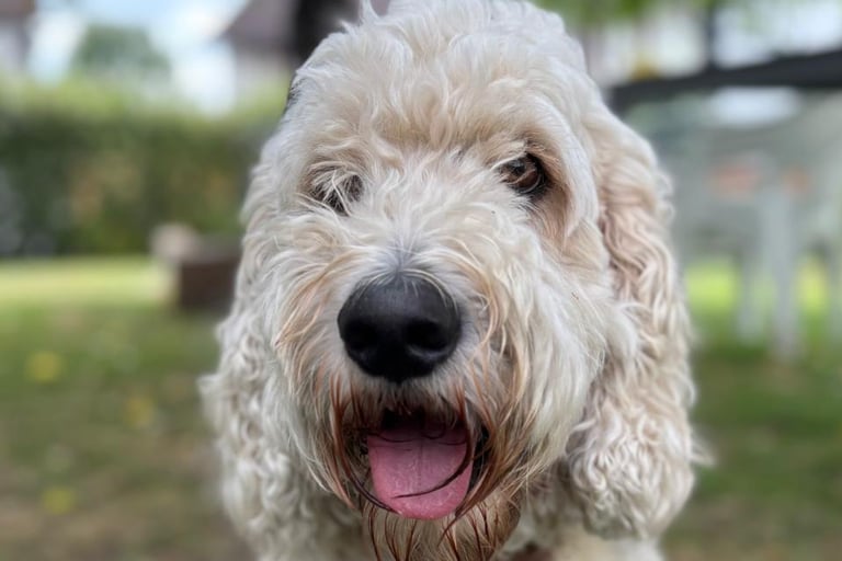 Labradoodle Jonte ist oft sehr gestresst und hechelt nervös.