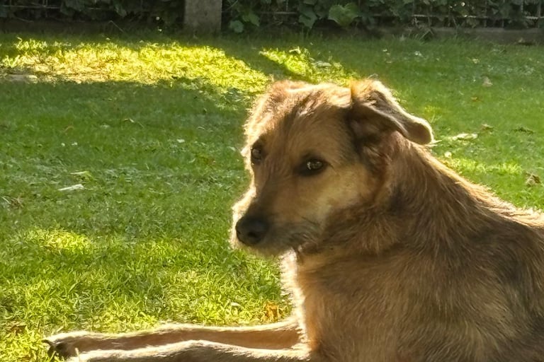 ein Tierschutzhund im Garten von Hundehotel Hunde Freude, noch ein wenig skeptisch.