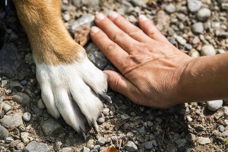 Hand und Pfote eng beieinander zeigen Vertrauen.
