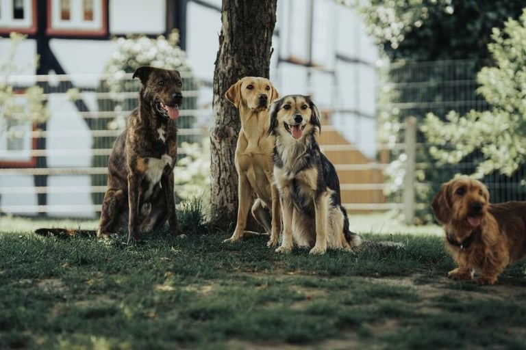 Milo, Nele und Winni mit einem Pensionshund im Garten von Hundehotel Hunde Freude.