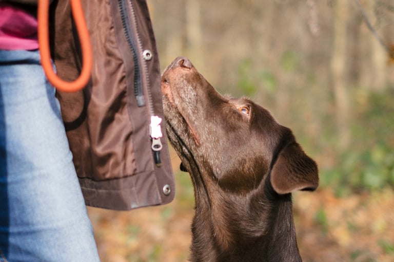 Eine braune Labrador Hündin schaut der Hundefüherin in die Augen.