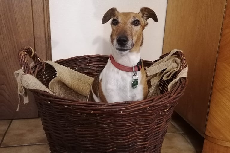 Ein Terrier zu Gast im Hundehotel. Er hat sich den Holzkorb als Ruhebett ausgesucht.