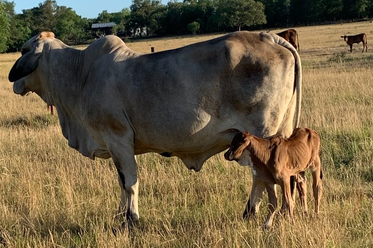 Brahman pair