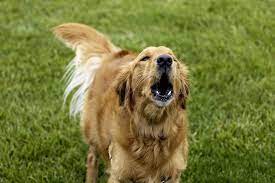Golden retriever dog barking