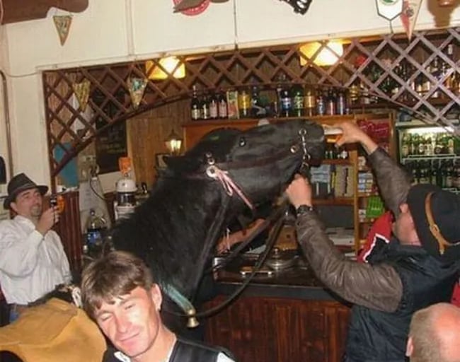 A horse walked into a bar and chugged a beer