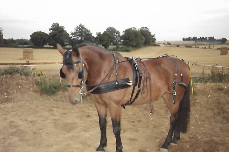 set of leather driving harness