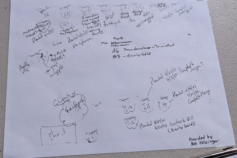 hand drawn map of an orchard