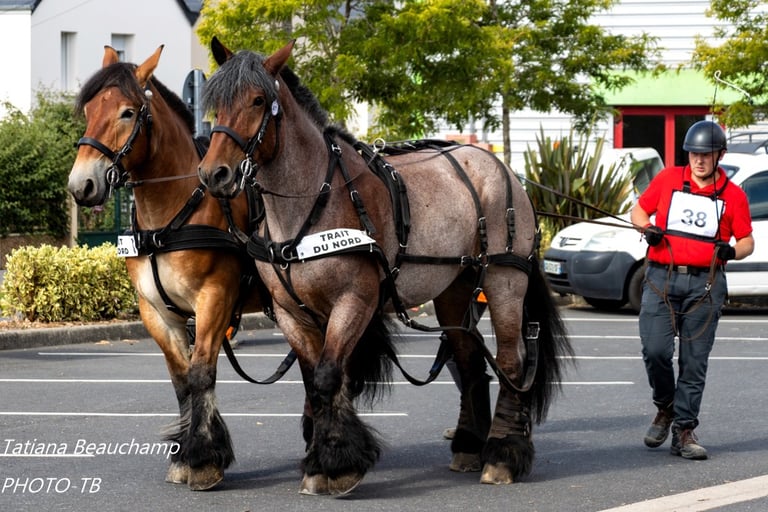 Route des chevaux de trait en Suisse normande