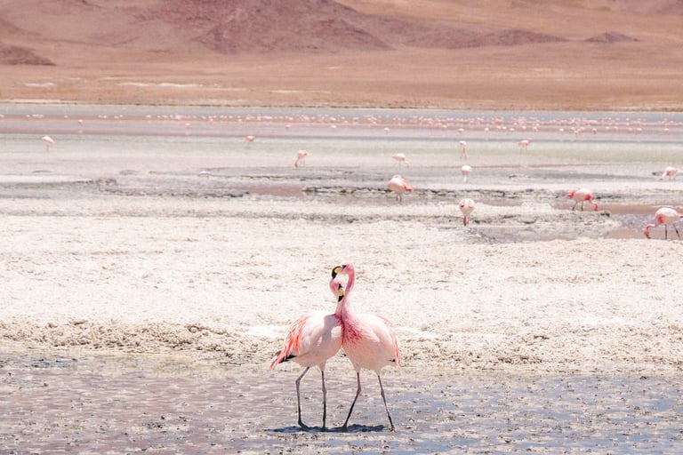 Flamingos in the Atacama Desert of Bolovia, South America, Uyuni Salt Flat Tour