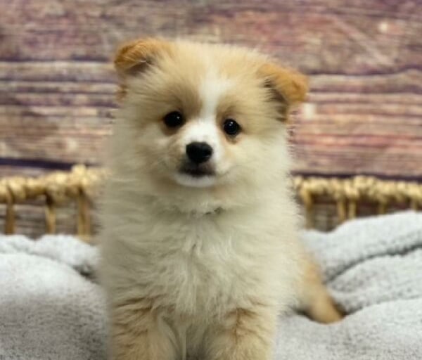Cachorro Pomeranian Falso