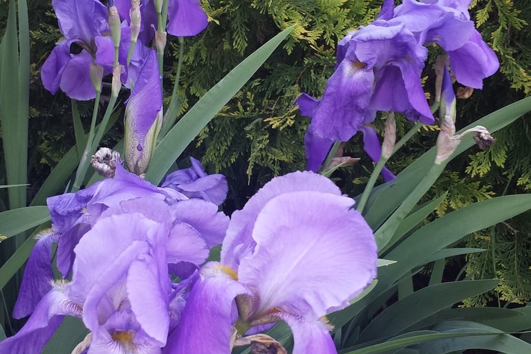 iris garden