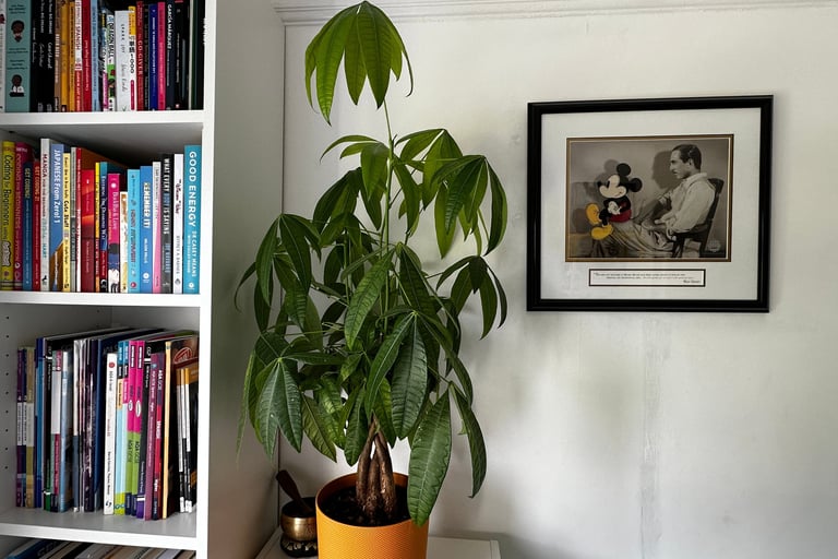 Teaching room with books, a money tree plant a a Walt Disnet frame sat on a chair with Micket Mouse on his knees