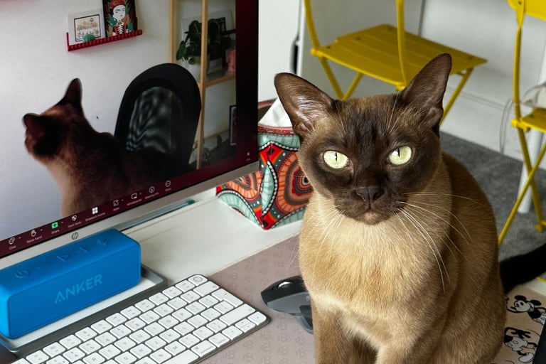 Burmese cat during Spanish lessons online