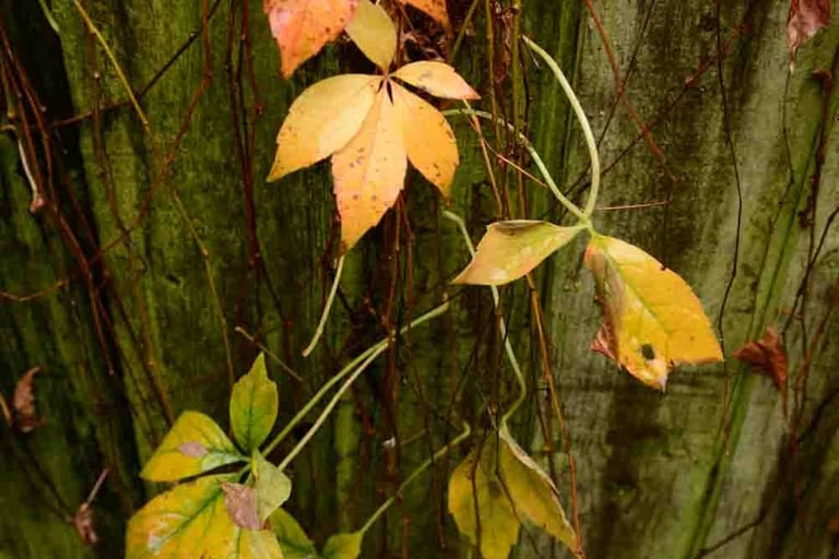A picture of yellow/green leaves of the autumn flowers. Author: Slawek Dejneka