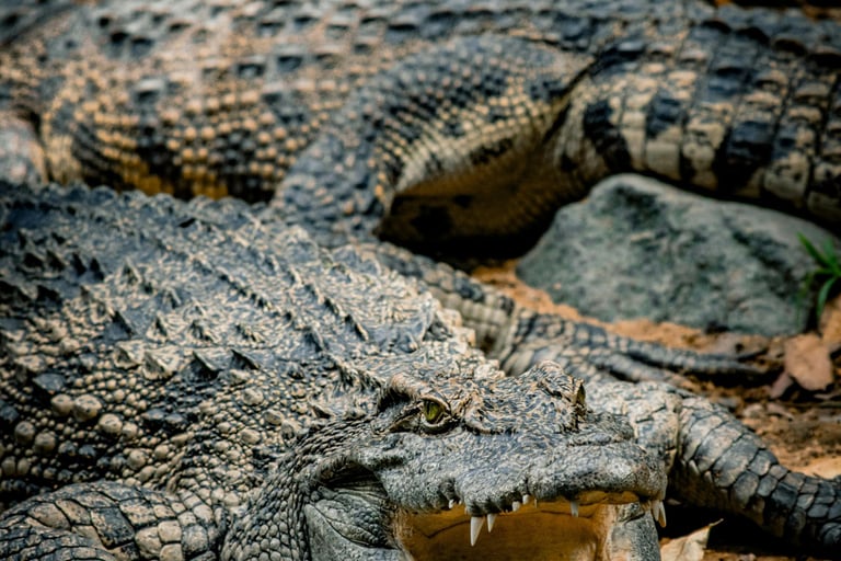 Foto de Hiếu Trọng: https://www.pexels.com/pt-br/foto/close-up-de-um-crocodilo-em-habitat-natural-32