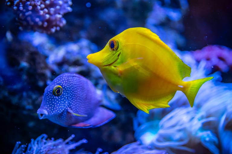 Foto de Egor Kamelev: https://www.pexels.com/pt-br/foto/peixe-amarelo-e-azul-na-agua-3220368/