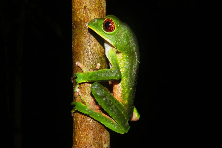 Foto de Gabriel Rondina: https://www.pexels.com/pt-br/foto/sapo-kambo-phyllomedusa-tarsius-29506276/