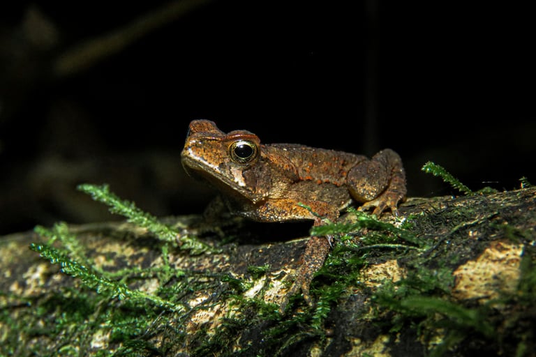 Foto de Gabriel Rondina: https://www.pexels.com/pt-br/foto/close-up-de-sapo-da-floresta-brasileira-e
