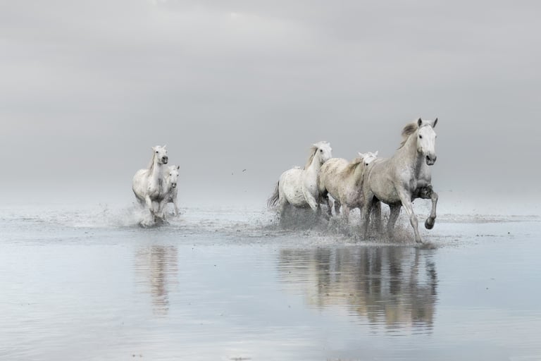 horse movement fine art photography Laura Mommicchi