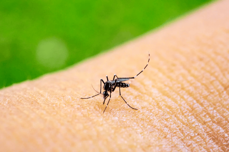 Dengue and Chikungunya in children