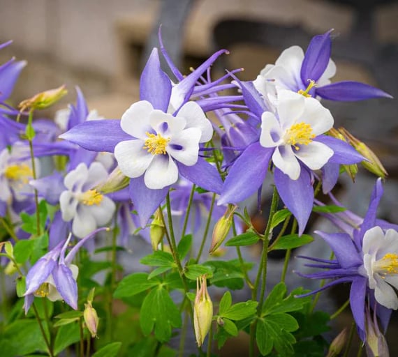 Multiple Columbine Flowers