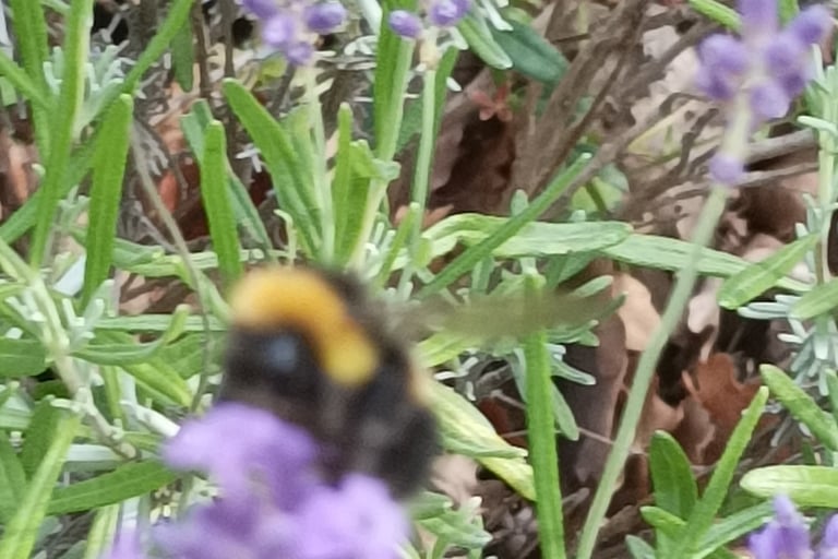Bees on our lavender