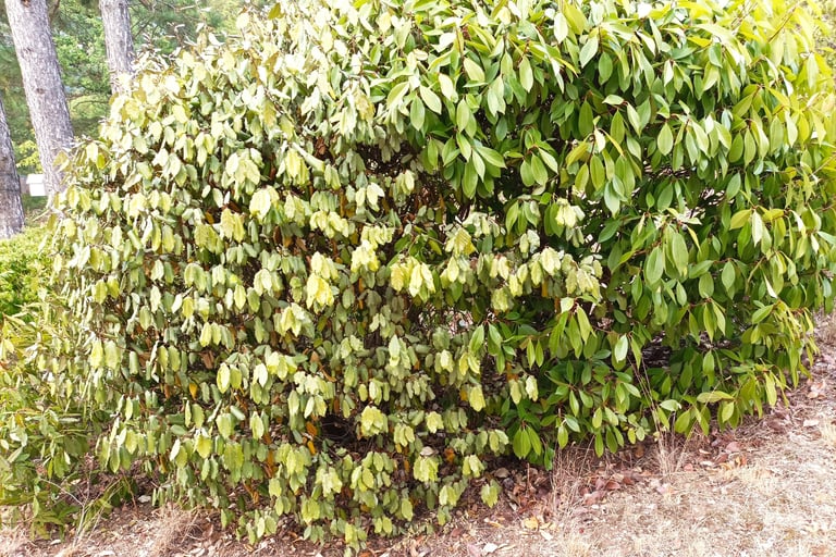 Drooping shrubs