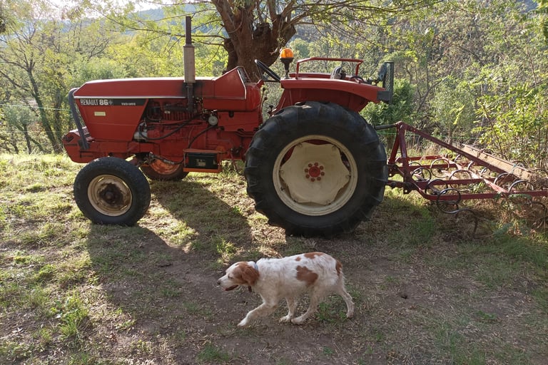 Roland's tractor, harrow and dog
