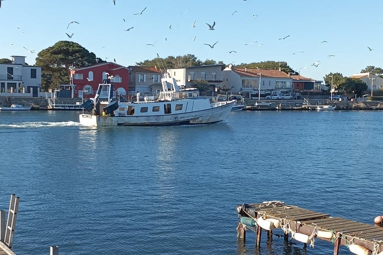 Gulls following the boats