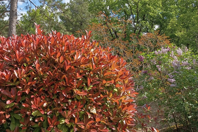 Photinia with the delicate new shoots of the lagerstroemia behind it.