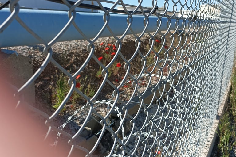 Scarlet poppies grow alongside razor wire