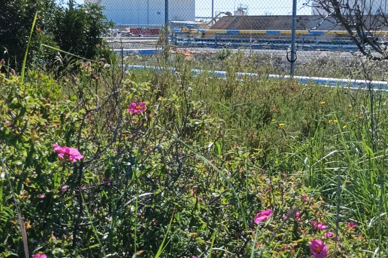 Cistus flowering