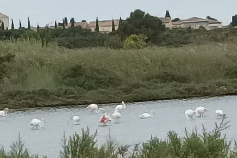Flamingoes