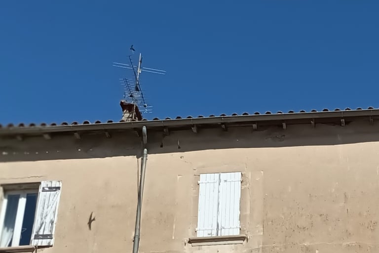 A swift casts its shadow on the wall