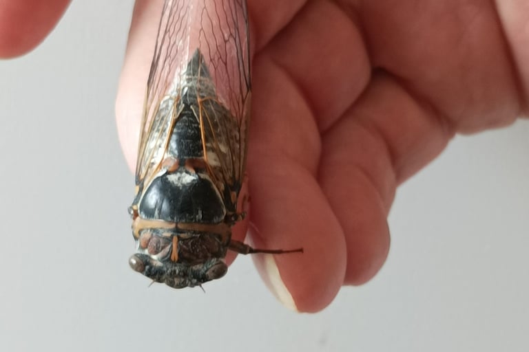 B. holds a dead cicada