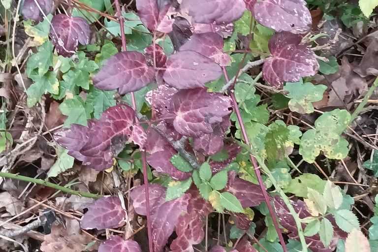 Dogwood