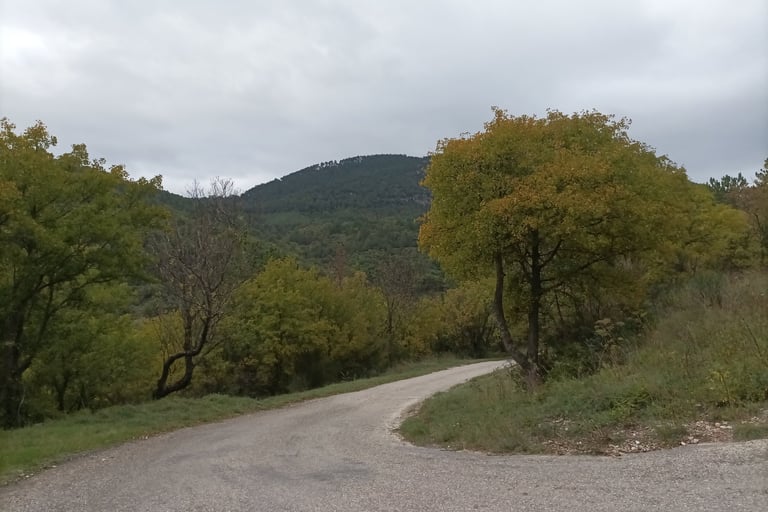 The forest is still predominantly green.